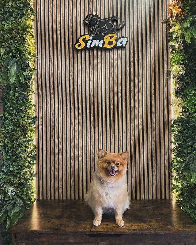 La Boutique De Simba perro