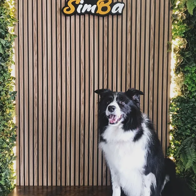 perro en peluquería